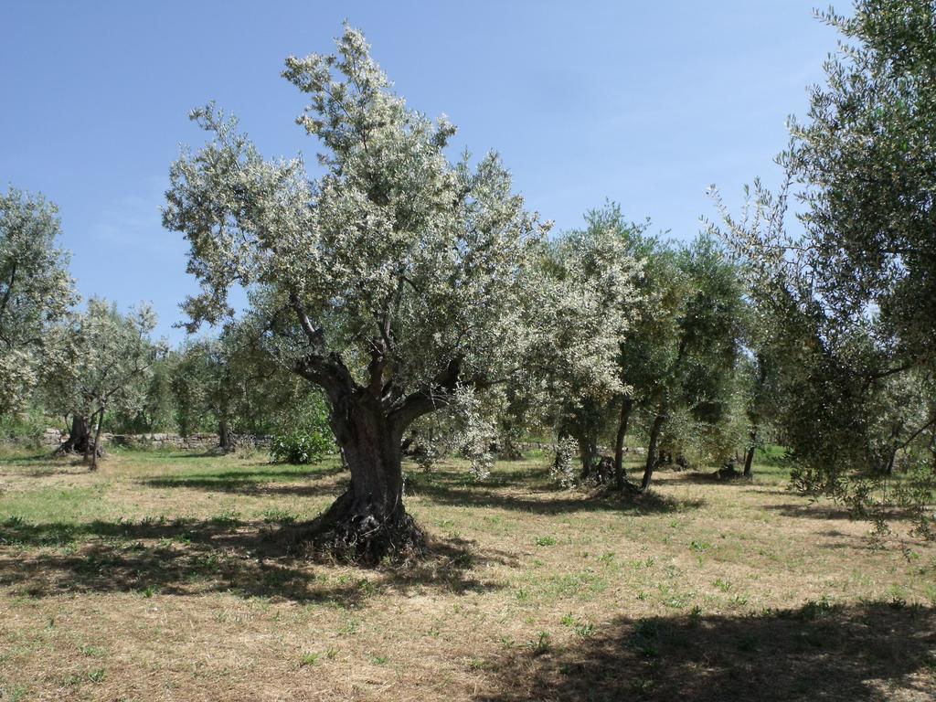 Villa Agriturismo Il Viaio Fiesole Exterior foto